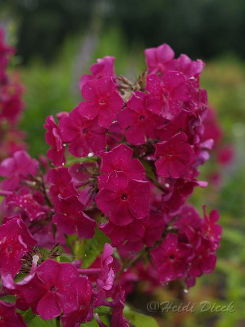 Phlox Karminvorläufer_1.JPG